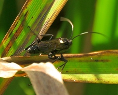 Stenichneumon culpator