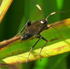 Stenichneumon culpator