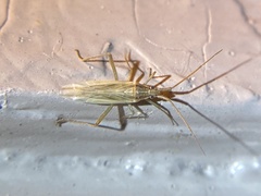 Stenodema trispinosum