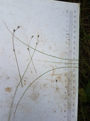 Carex billingsii