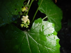 Zehneria scabra