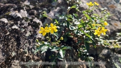 Potentilla dickinsii