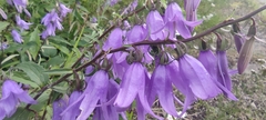 Campanula rapunculoides