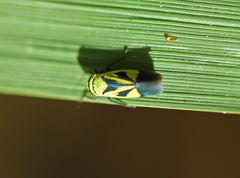 Nephotettix nigropictus