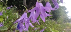 Campanula rapunculoides