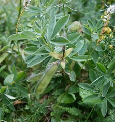 Thermopsis alpina