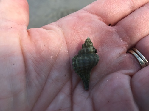 Eupleura caudata