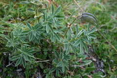 Thermopsis alpina