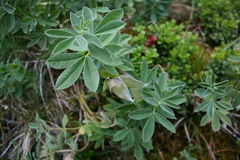 Thermopsis alpina
