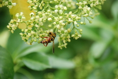 Meromacrus gloriosus