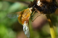 Bombylius comanche