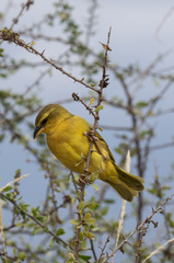Ploceus castaneiceps