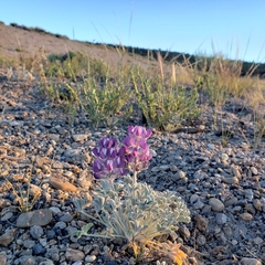 Lupinus duranii