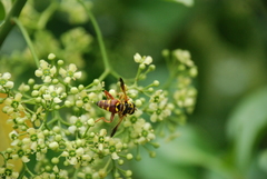 Meromacrus gloriosus