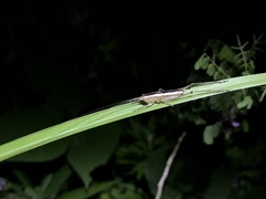 Conocephalus exemptus