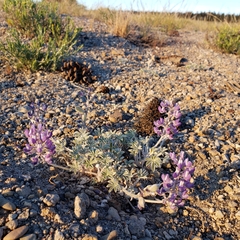 Lupinus duranii