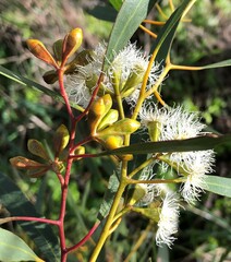 Eucalyptus calycogona