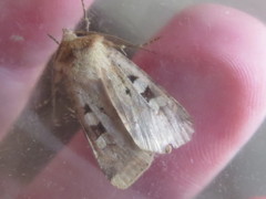 Diarsia mendica