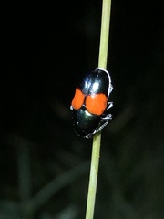 Megalostomis pyropyga