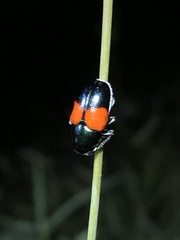 Megalostomis pyropyga