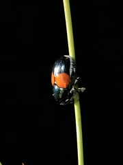 Megalostomis pyropyga