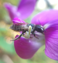 Megachile ericetorum