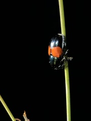 Megalostomis pyropyga