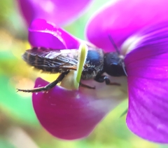 Megachile ericetorum