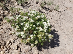 Leptosiphon nuttallii pubescens