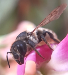 Megachile ericetorum