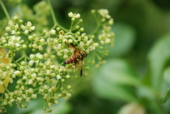 Meromacrus gloriosus