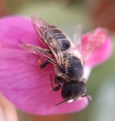Megachile ericetorum