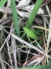 Kuwayamaea sapporensis