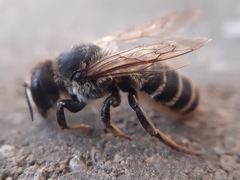 Megachile ericetorum