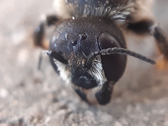Megachile ericetorum
