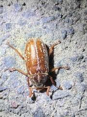 Polyphylla variolosa