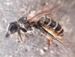 Megachile ericetorum