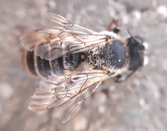 Megachile ericetorum