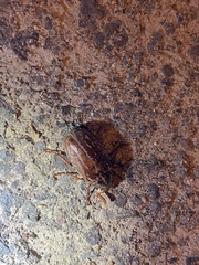 Polyphylla variolosa