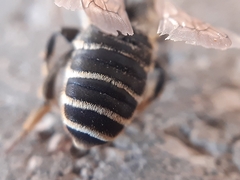 Megachile ericetorum