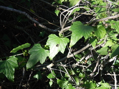 Zehneria scabra