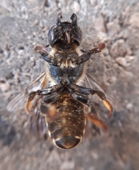 Megachile ericetorum