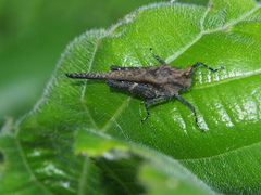 Eucriotettix oculatus