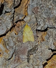 Sparganothis senecionana