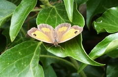 Pyronia tithonus
