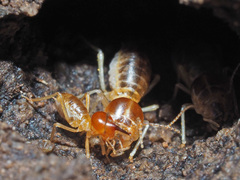 Trinervitermes trinervoides