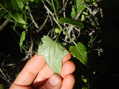 Zehneria scabra