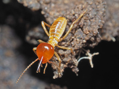 Trinervitermes trinervoides