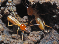 Trinervitermes trinervoides