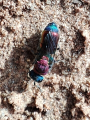 Chrysis viridula